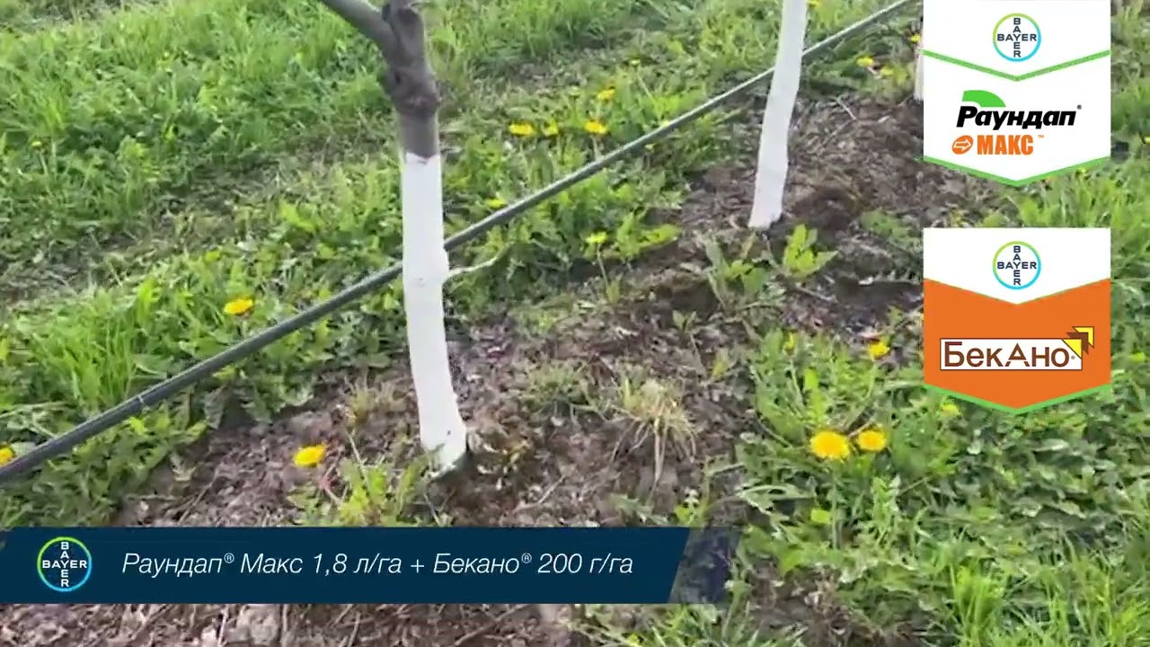 Використання гербіцидів Бекано® та Раундап® Макс у садах