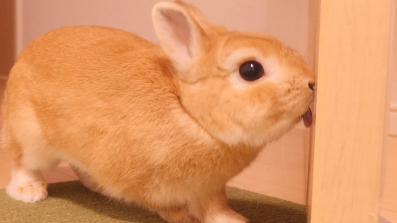 廊下が暑すぎてドアをペロペロ舐め出すウサギの末路【No.831】