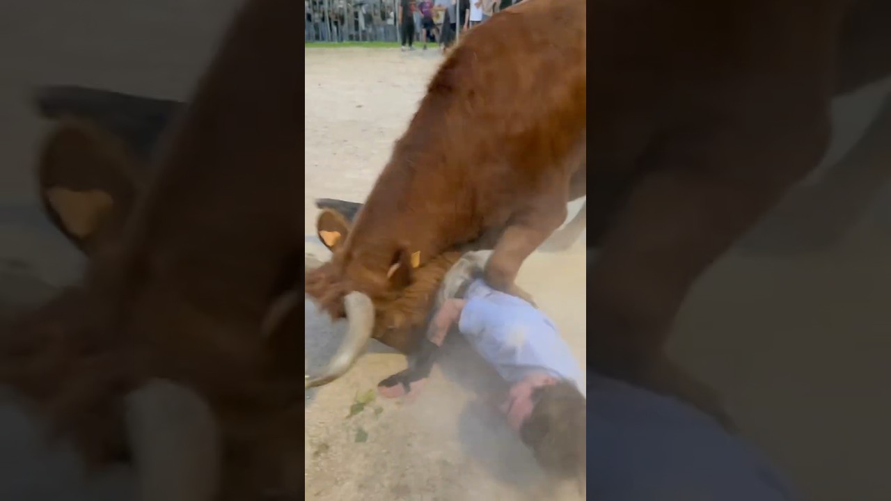 Gros bachuchage taureau en col&egrave;re &agrave; la course au plan de Langlade
