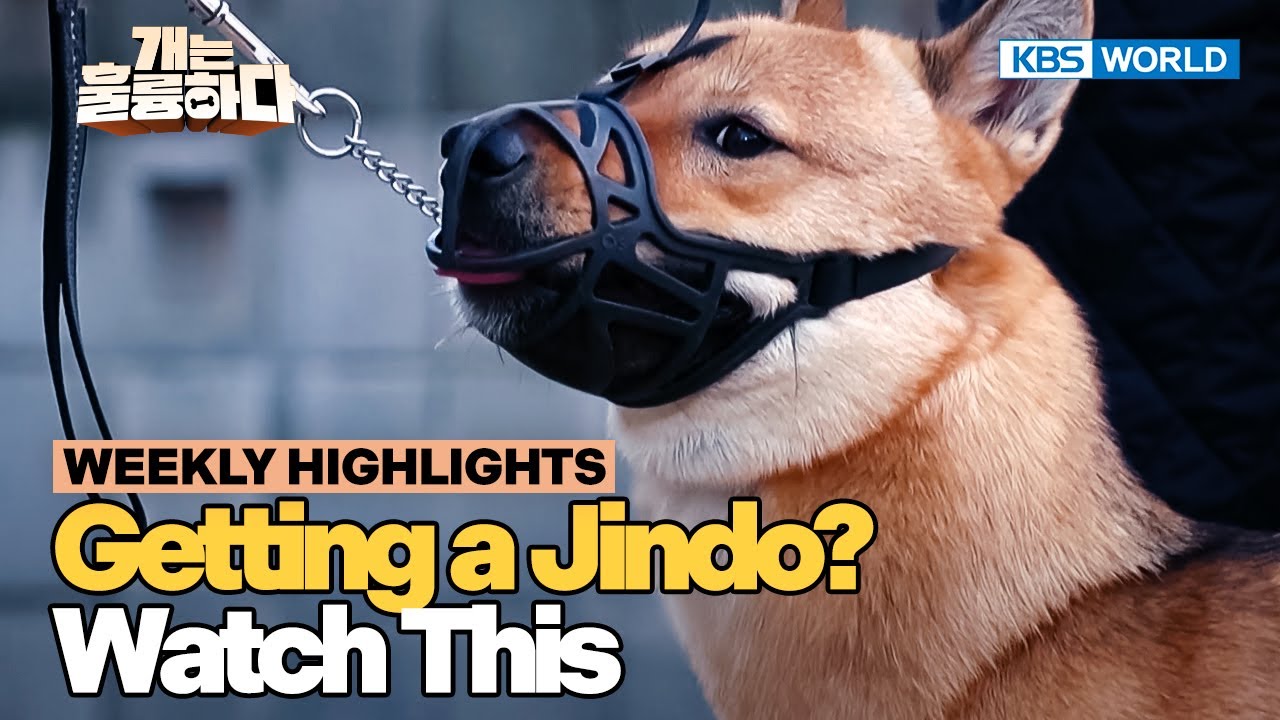 [Weekly Highlights] He's Just Never Been Handled💪 [Dogs Are Incredible] | KBS WORLD TV 260120