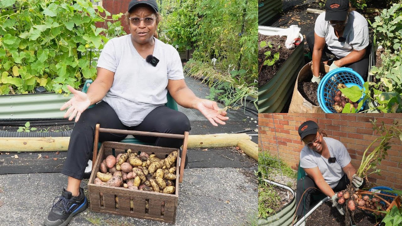 Growing potatoes in boxes, pots & raised beds