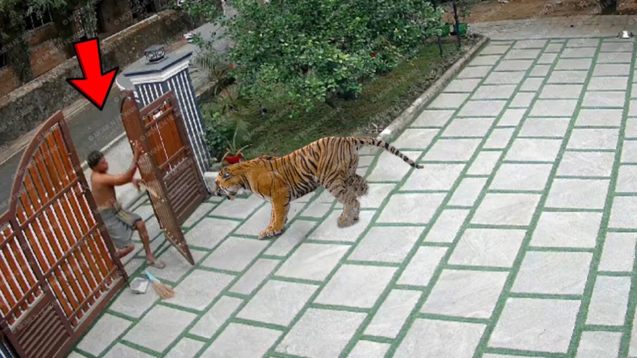 CARI MATI MENDEKATI HARIMAU, Nasib Pria ini Jadi Begini... | 13 Momen Gila Hewan Terekam kamera