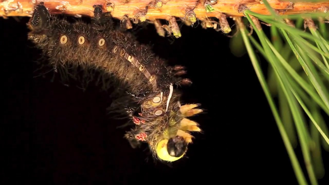 Imperial Moth Sheds its Skin at The Caterpillar Lab