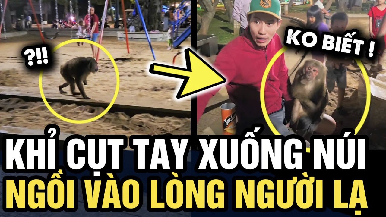 Khỉ CỤT TAY bất ngờ xuống núi NGỒI VÀO LÒNG người lạ vì QUÁ ĐÓI | Tin 3 Phút