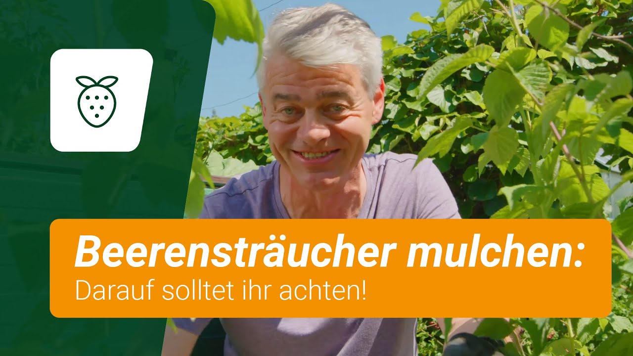 Beerenstr&auml;ucher mulchen: So funktioniert's
