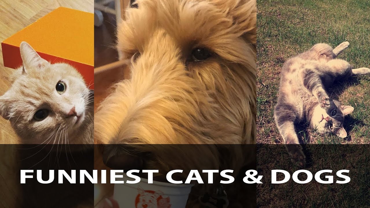 Funniest Dogs 🐶 and Cats 🐱 Awesome Funny Pet Animals' Life Videos 2019 #4