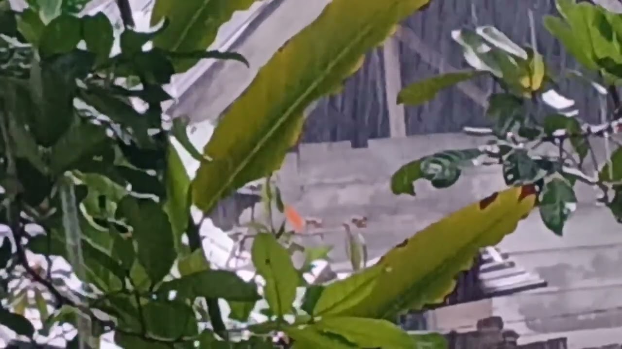 Cozy Cabin Ambience: Relaxing Rain on Tin Roof and Thunder Sounds