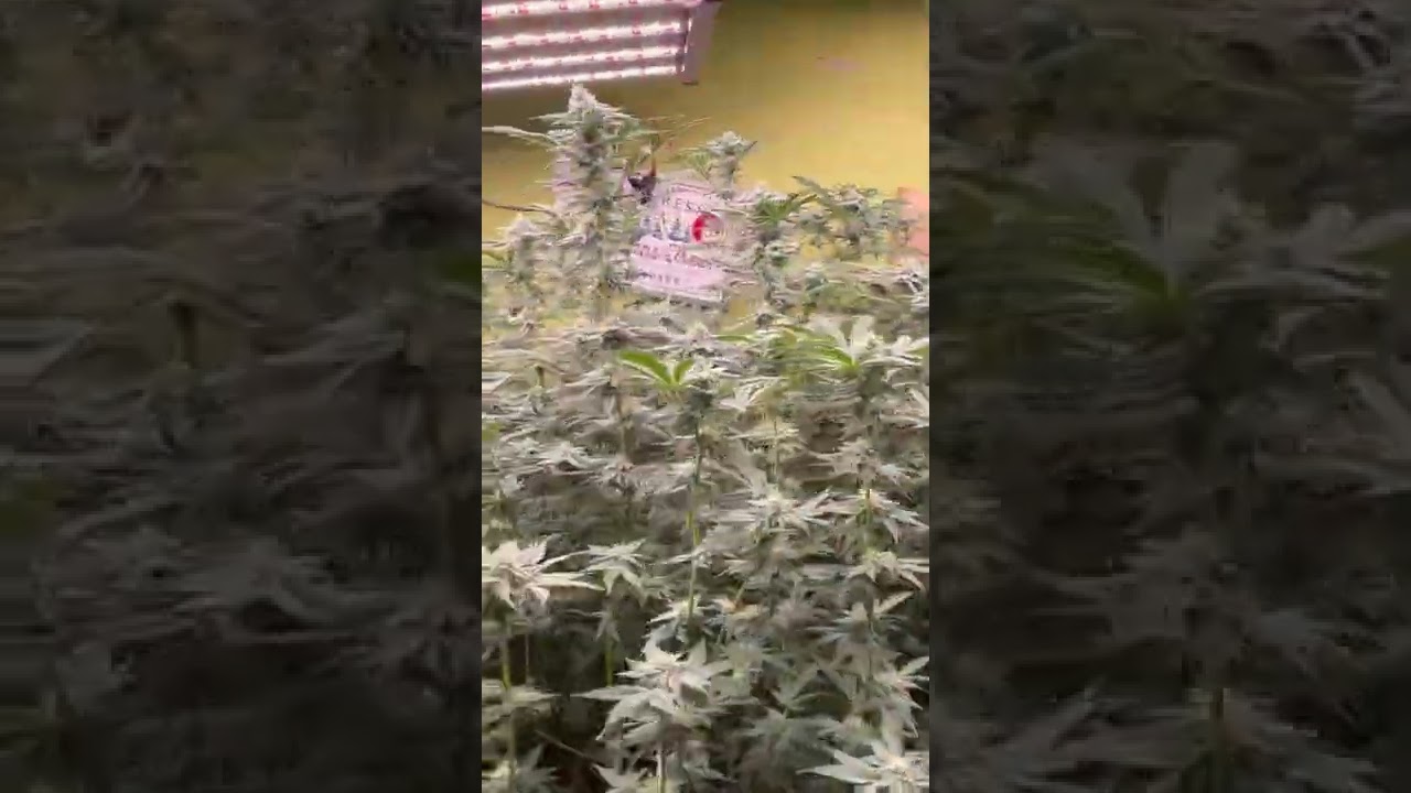 Oreoz strain Week 5