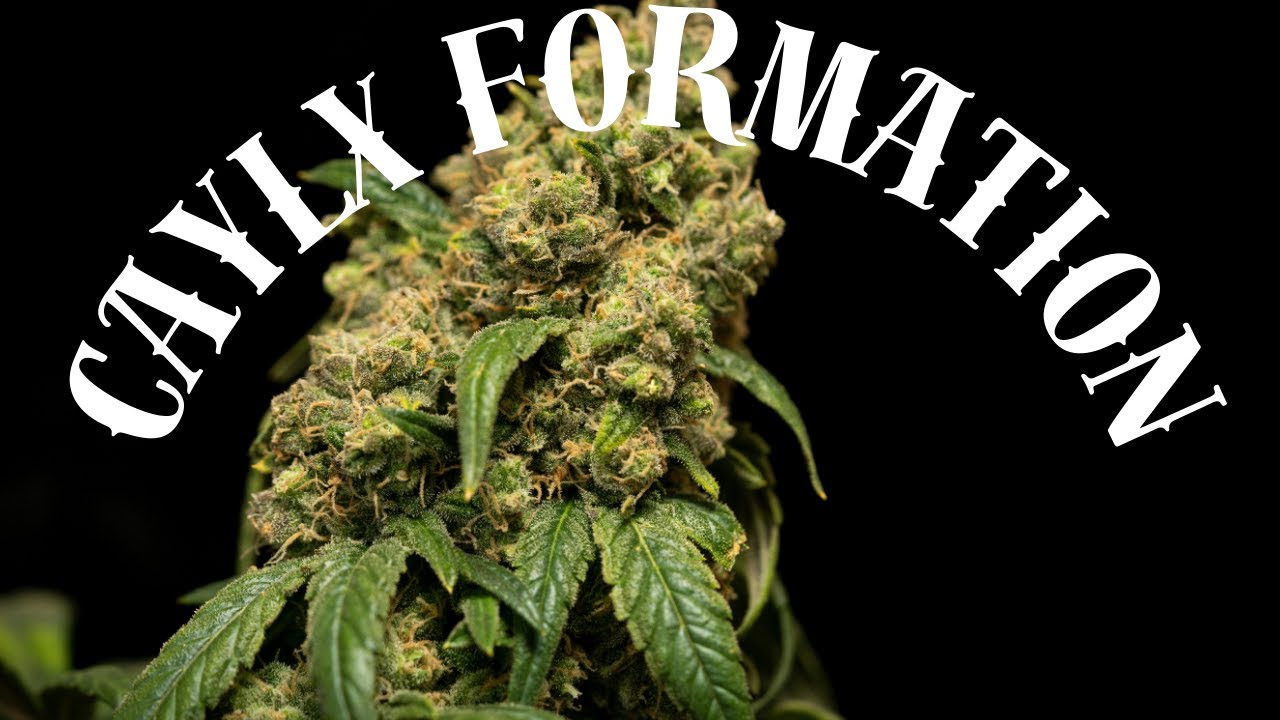 From Seed to Splendor: How Cannabis Buds Form 🌿