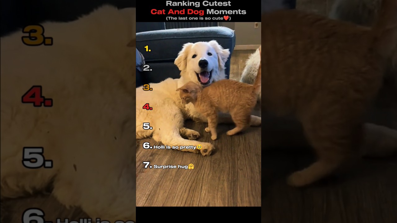 Ranking Cutest Cat And Dog Moments 🐈🐕 (You Won't Believe No.1) #shorts