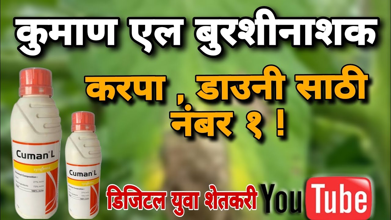 cuman l syngenta | cuman l fungicide uses in marathi | कुमान एल बुरशीनाशक (@digital_yuva_shetkari