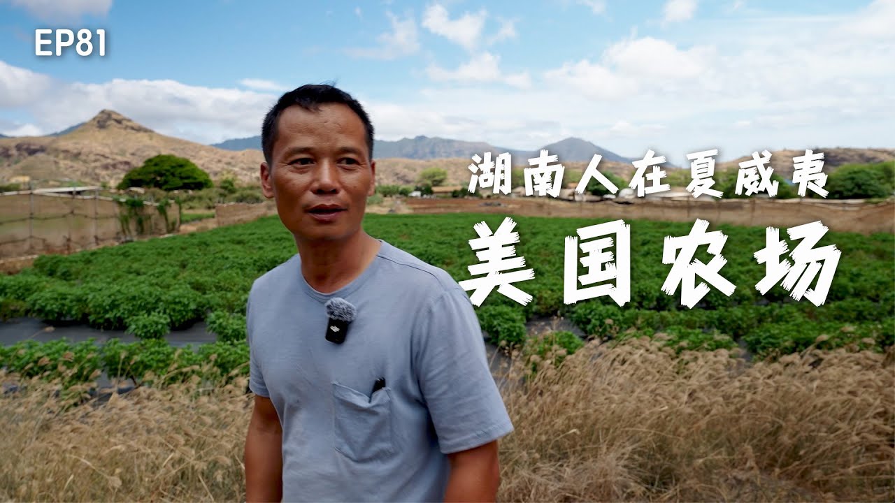 湖南人在夏威夷当菜农，九层塔全美最大供应量｜美国农场｜美国生鲜农场｜夏威夷湖南人｜夏威夷华人｜美国菜农｜美国农民｜九层塔｜Basil｜Basil farmer's｜夏威夷农民｜@Jannie探美国🇺🇸