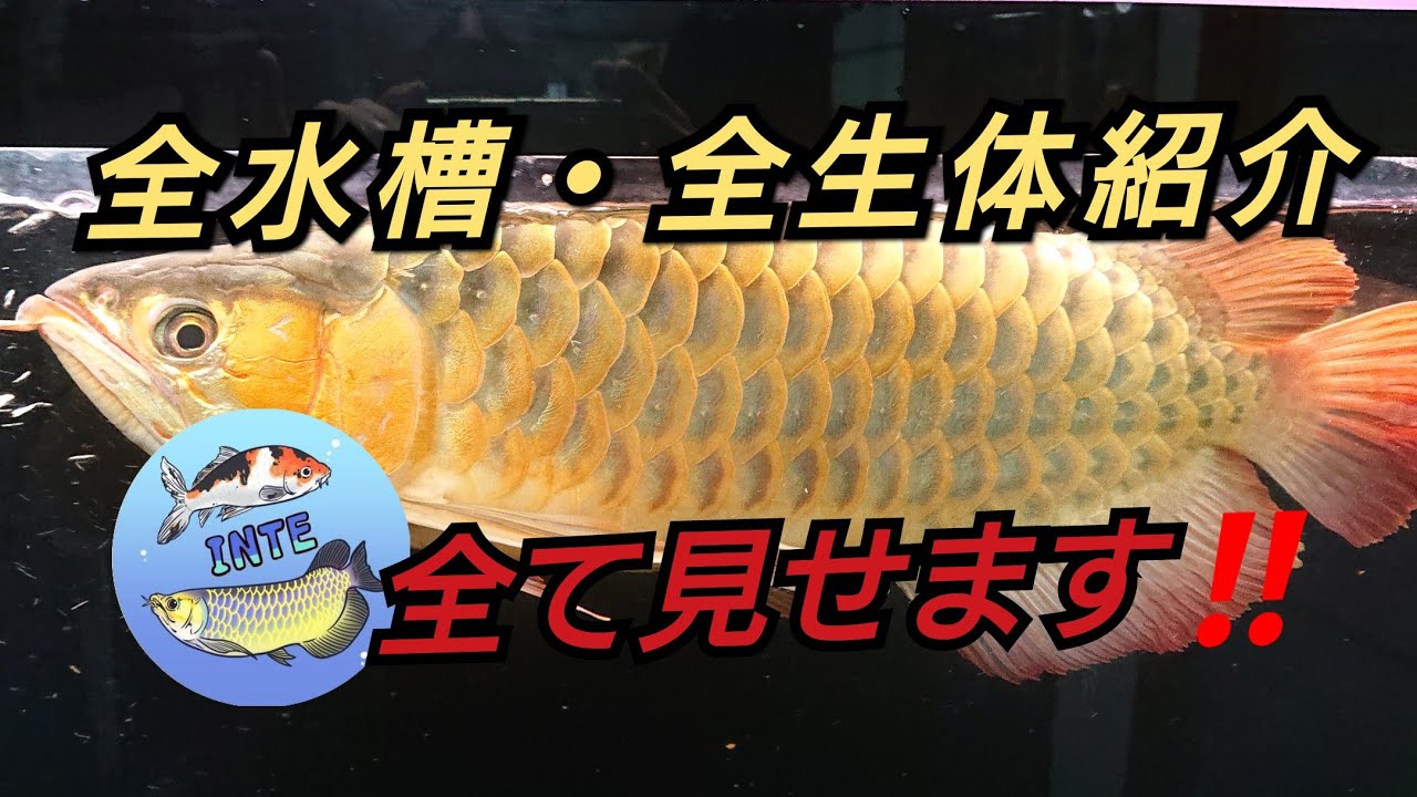 インテさんの全水槽・お魚紹介‼️これぞ圧巻の魚たち‼️