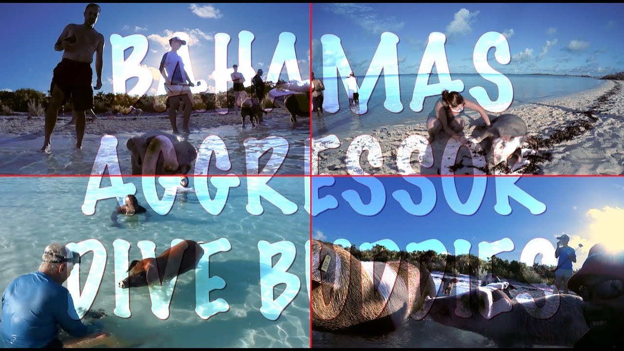 Bahamas Aggressor Dive Buddies