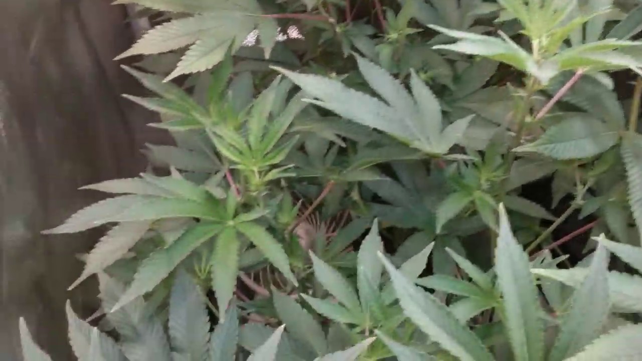 Gorilla Bubble - defoliated