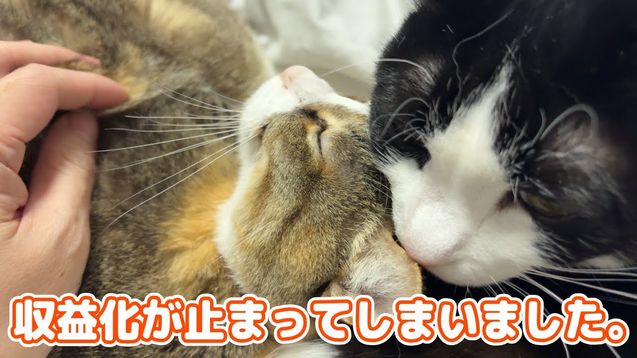 収益化が止まってしまいました。あとどのくらい生きられるのかわかりません。