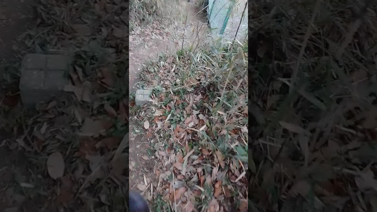 これが 猿も歩けば棒に当たるということか