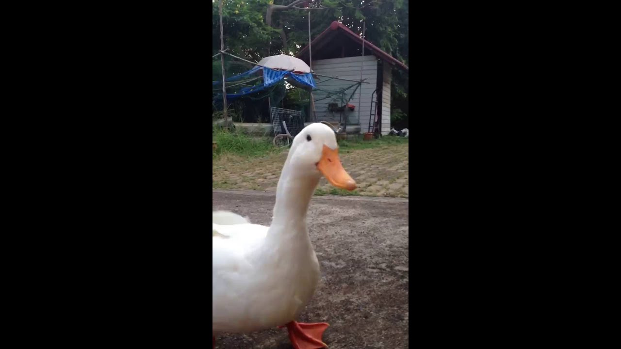 My Lovely Duck 