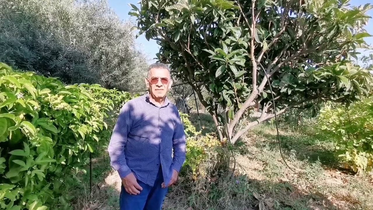 Come, quando, perché potare il nespolo giapponese in estate dopo la raccolta.