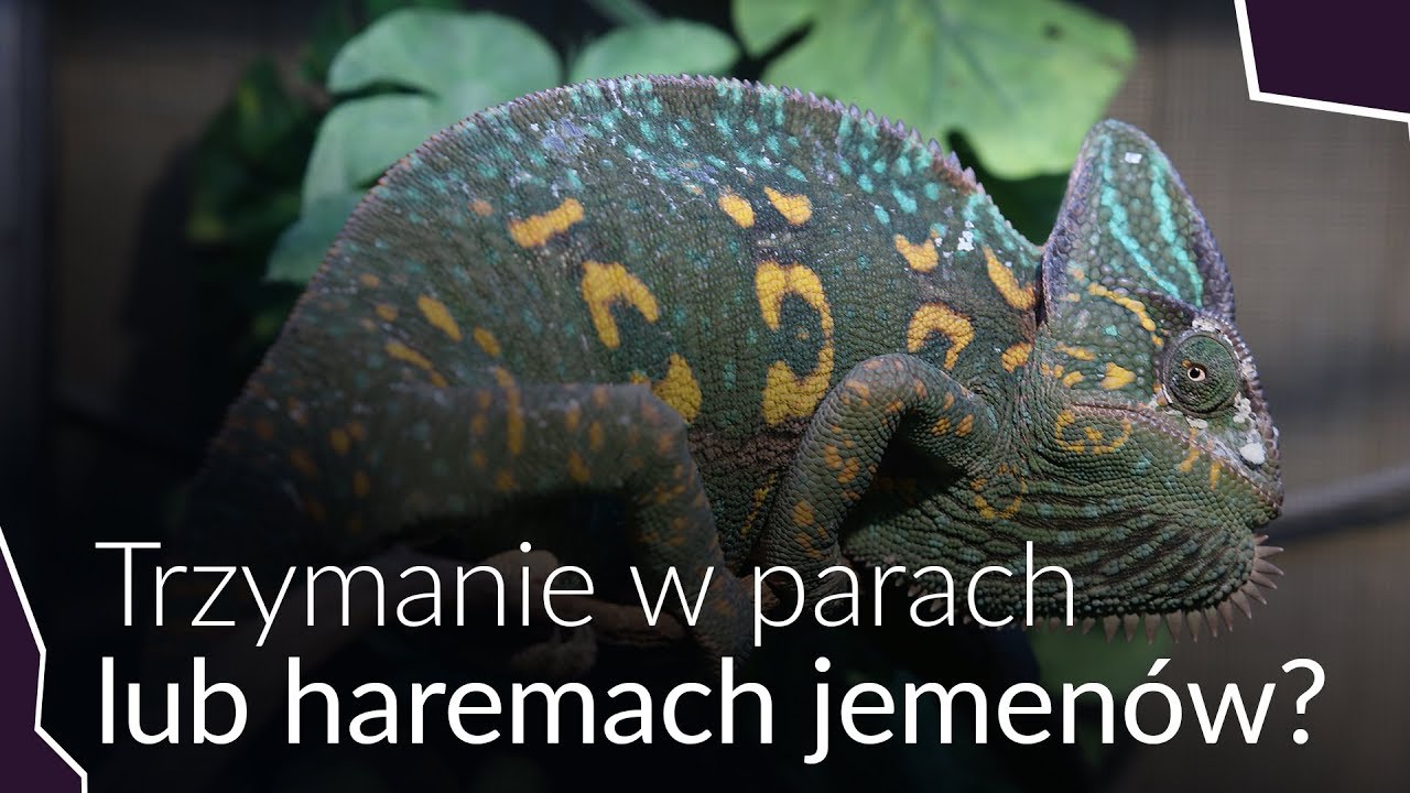 Rozmnażanie, Trzymanie w Parach i Haremach Kameleonów Jemeńskich