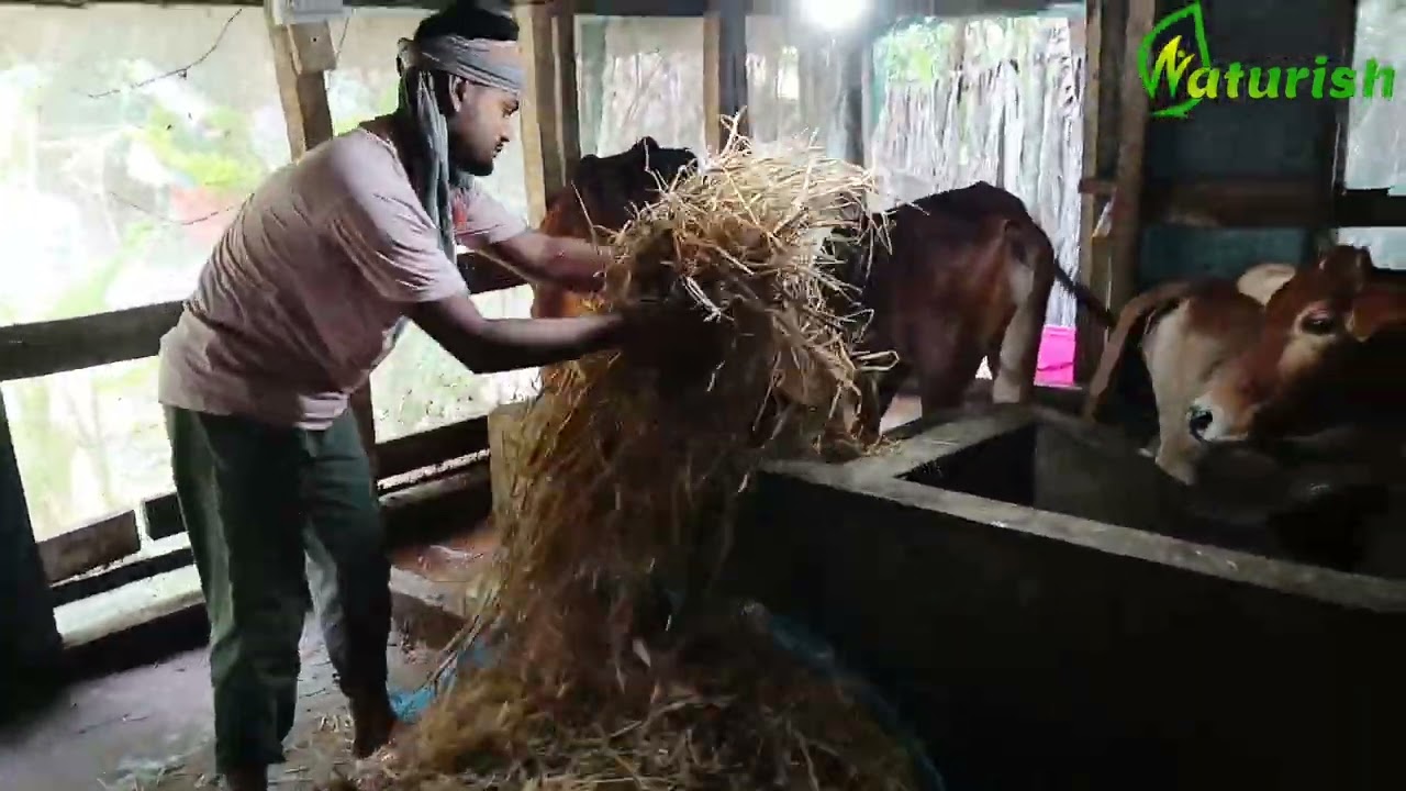 বর্ষাকালে ন্যাচারাল গরুর গোয়াল ঘরের গল্প