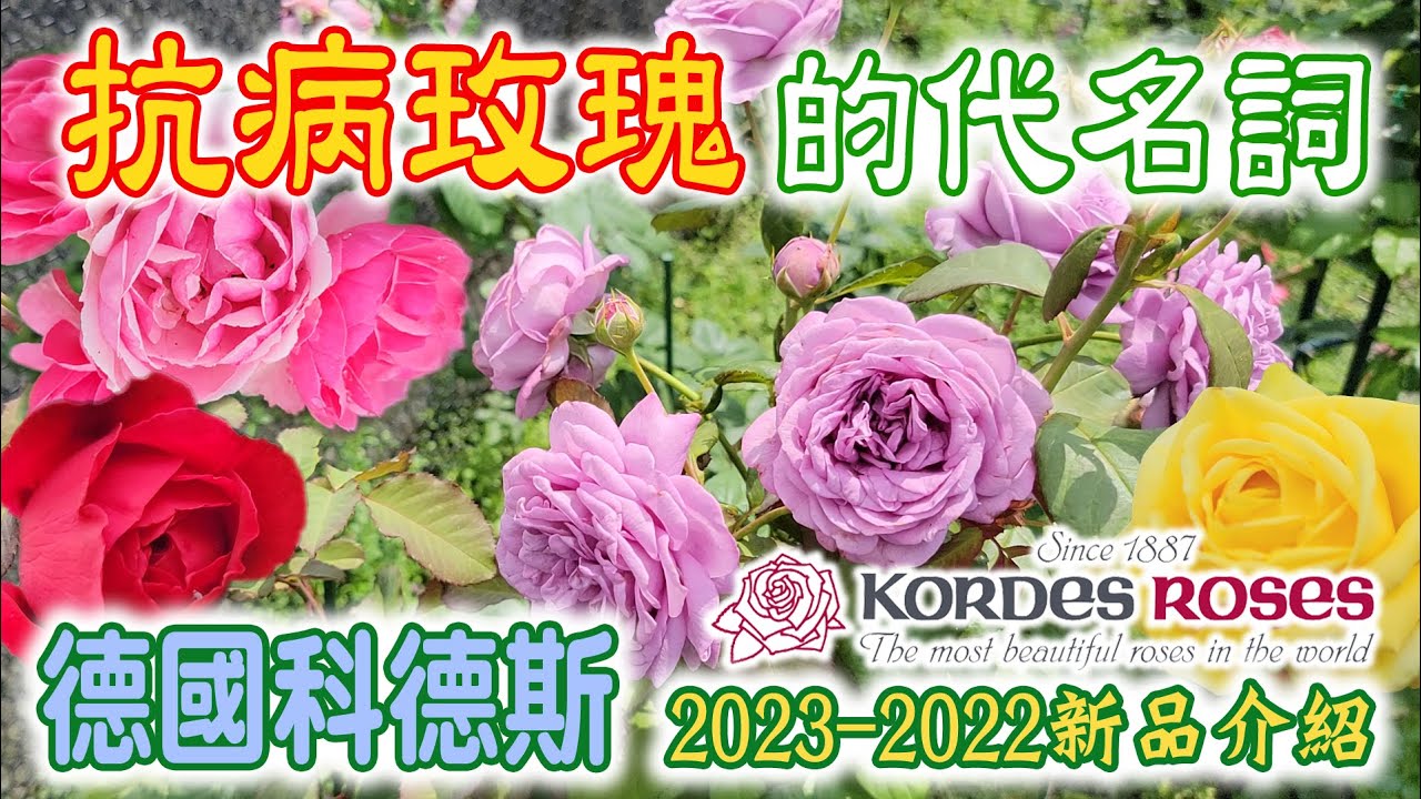抗病玫瑰月季的代名詞～德國科德斯 Kordes roses 2023新品【玫瑰情報】Rose ADR測試