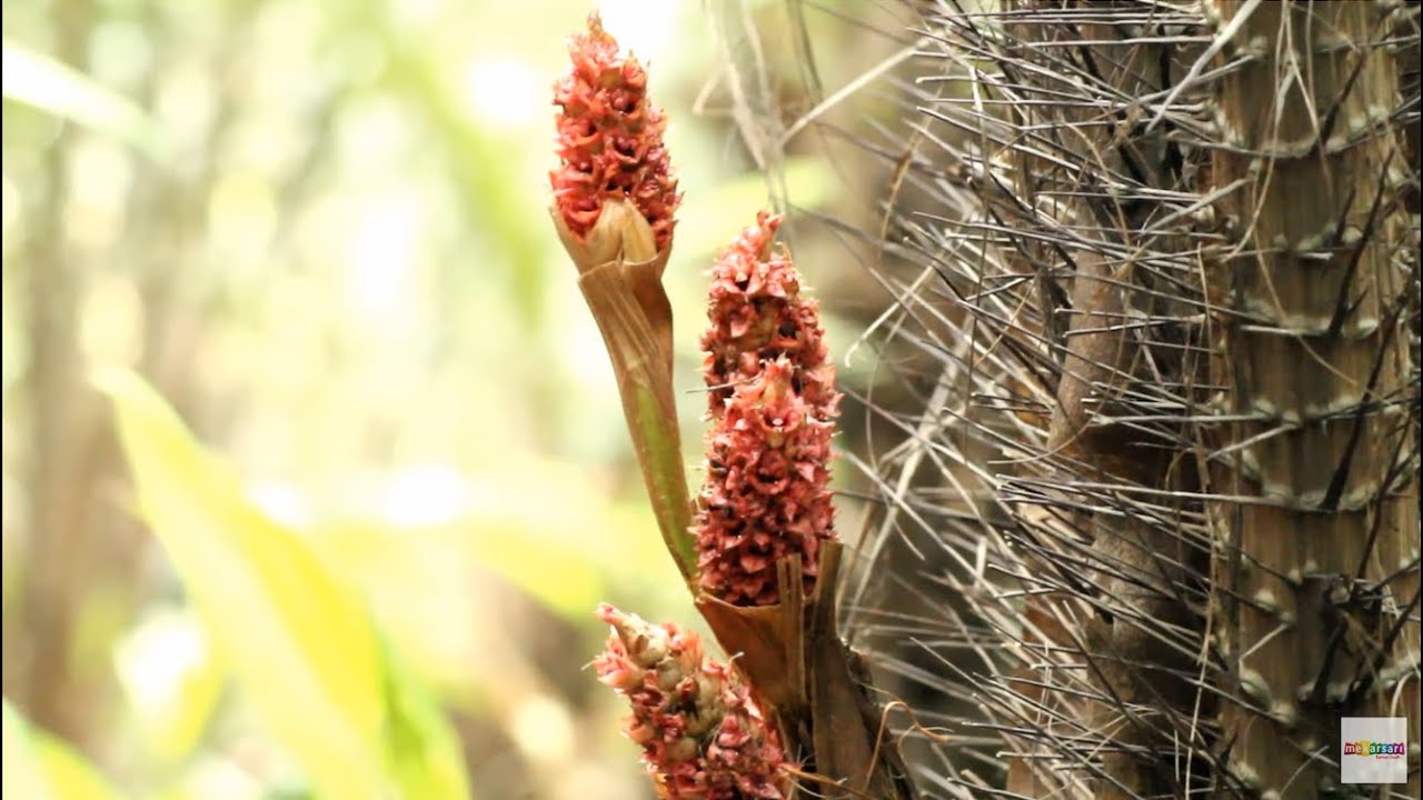 Belajar Penyerbukan SALAK di Taman Buah Mekarsari #VLOGMEKARSARI