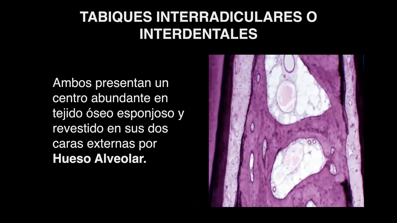 Histologia del hueso alveolar