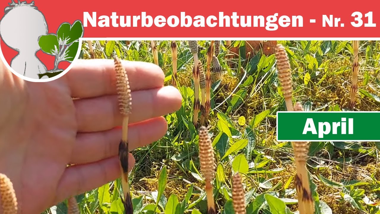 Naturbeobachtungen 31 - Wunderbare Welt der Schachtelhalme (Generationswechsel & Beispiel-Arten)