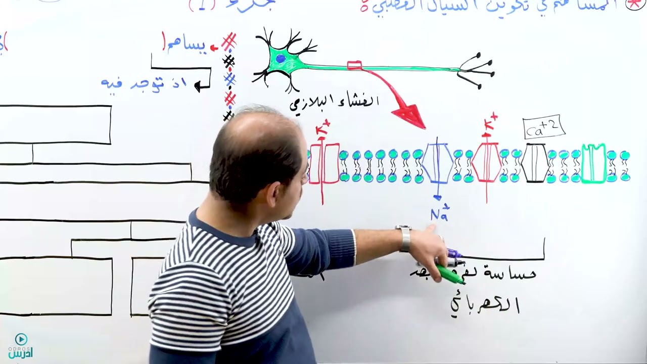 تكوين السيال العصبي جزء 1 - الأستاذ عبادة الشاعر