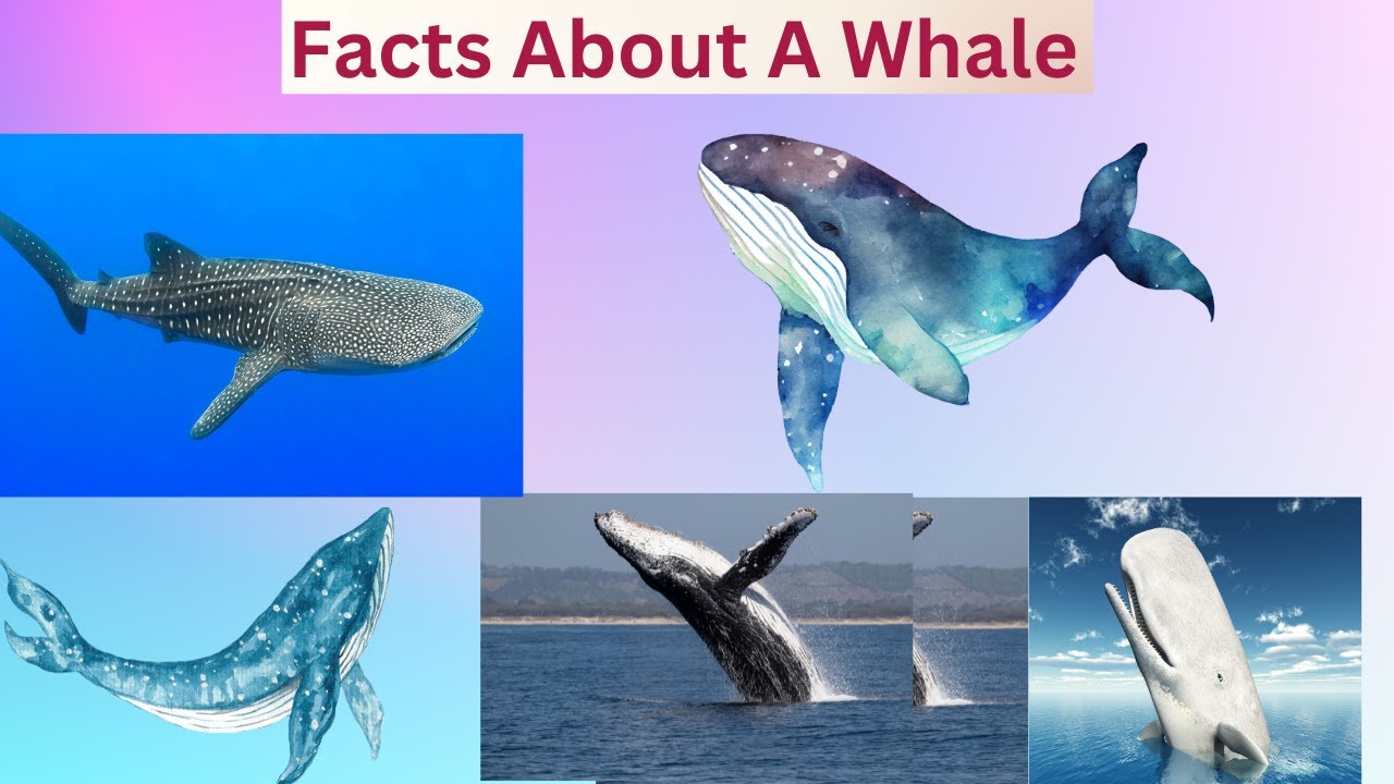 GK : Whale Wonders !!