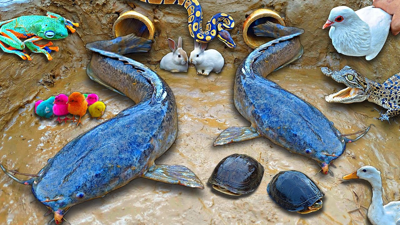 Tangkap ikan lele besar di lubang, ikan hias, ikan koi, ikan cupang, kura-kura, bebek, buaya.part631
