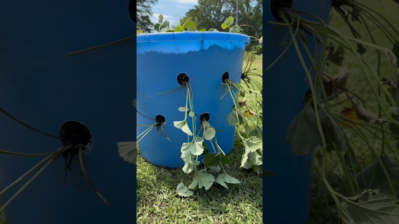DIY Garden Tower #DIY #garden #strawberry