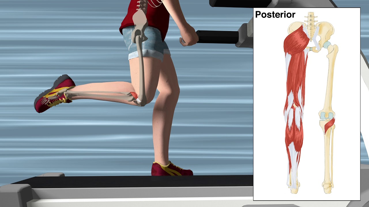 Muscles and Actions During Running