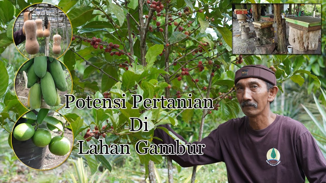 Potensi Besar Pertanian Dilahan Gambut - Kisah Sukses Petani Lahan Gambut - Siak