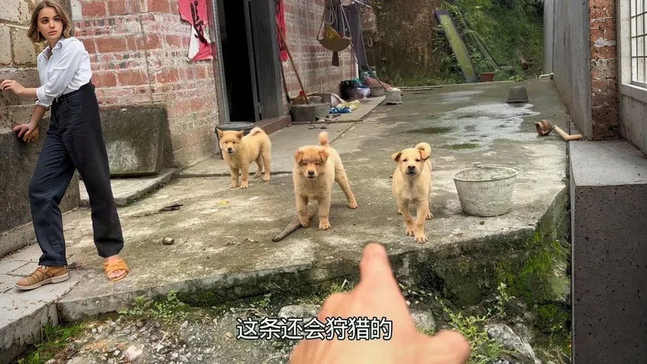 深山遇一特别小狗，连主人都不敢卖它#中华田园犬