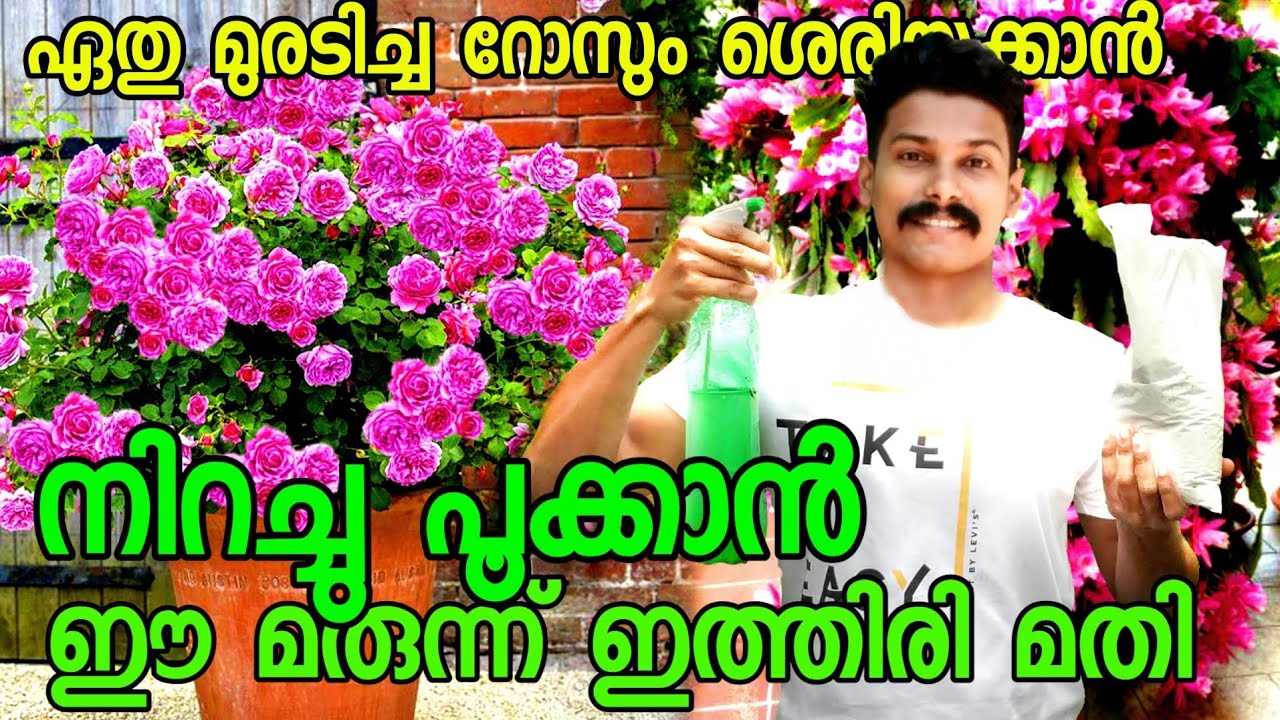റോസയുടെ മുരടിപ്പ് മാറ്റി പൂക്കാൻ ഈ സൂത്രപ്പണി അറിഞ്ഞാൽ മതി|rose care malayalam|rose muradippu|