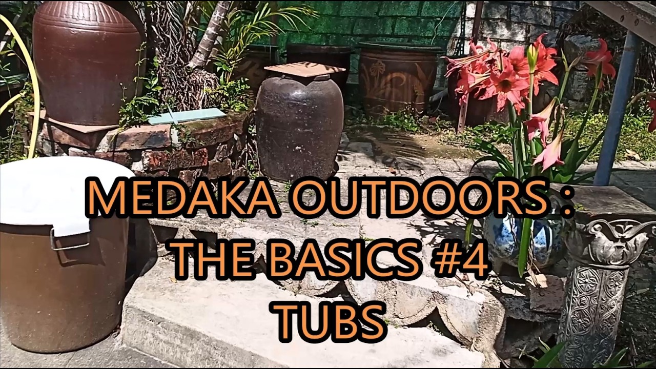 medaka rice fish outdoors - the basics #4 - tubs