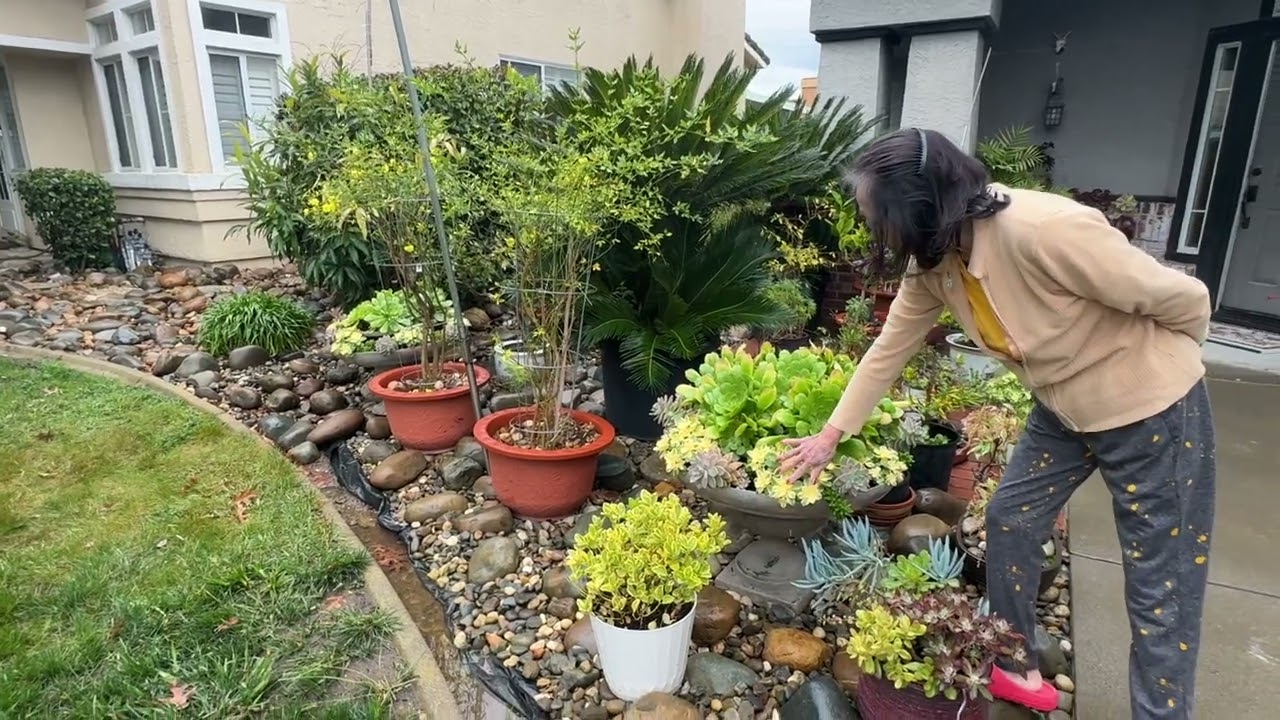 succulent 35- Sân trước ra sao sau mùa Đông