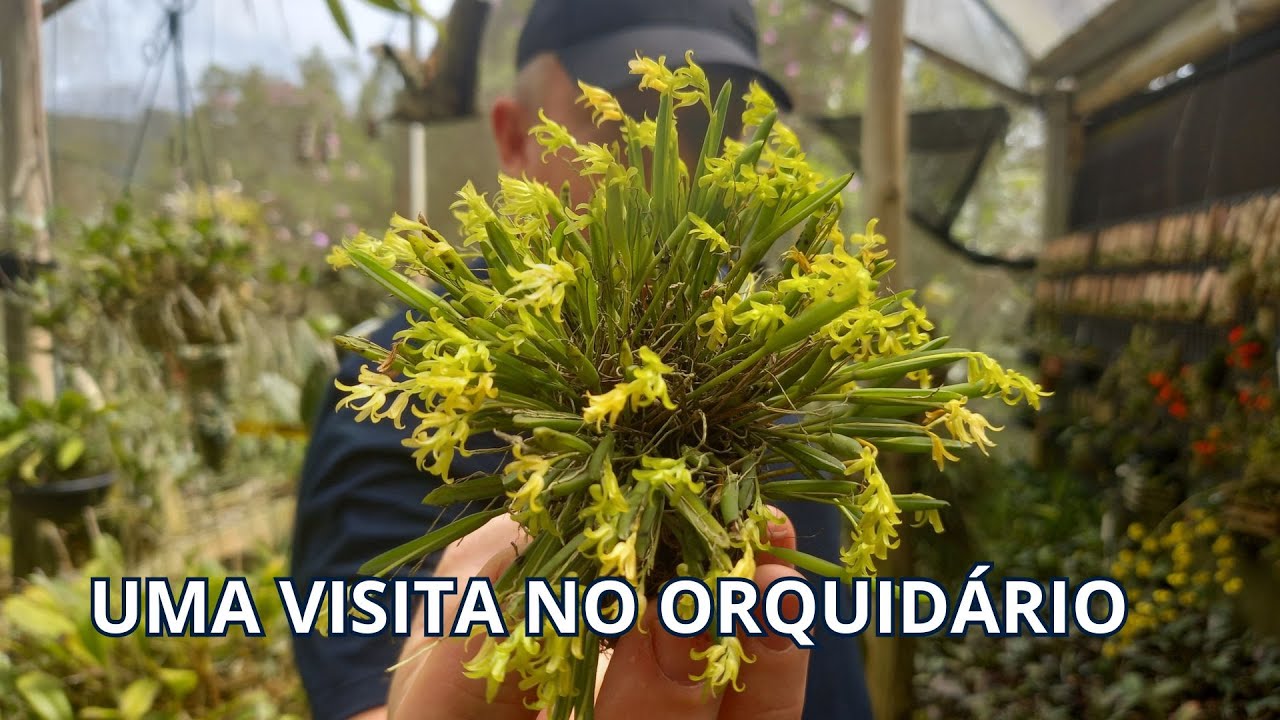 Uma visita no Orquidário Tesch!