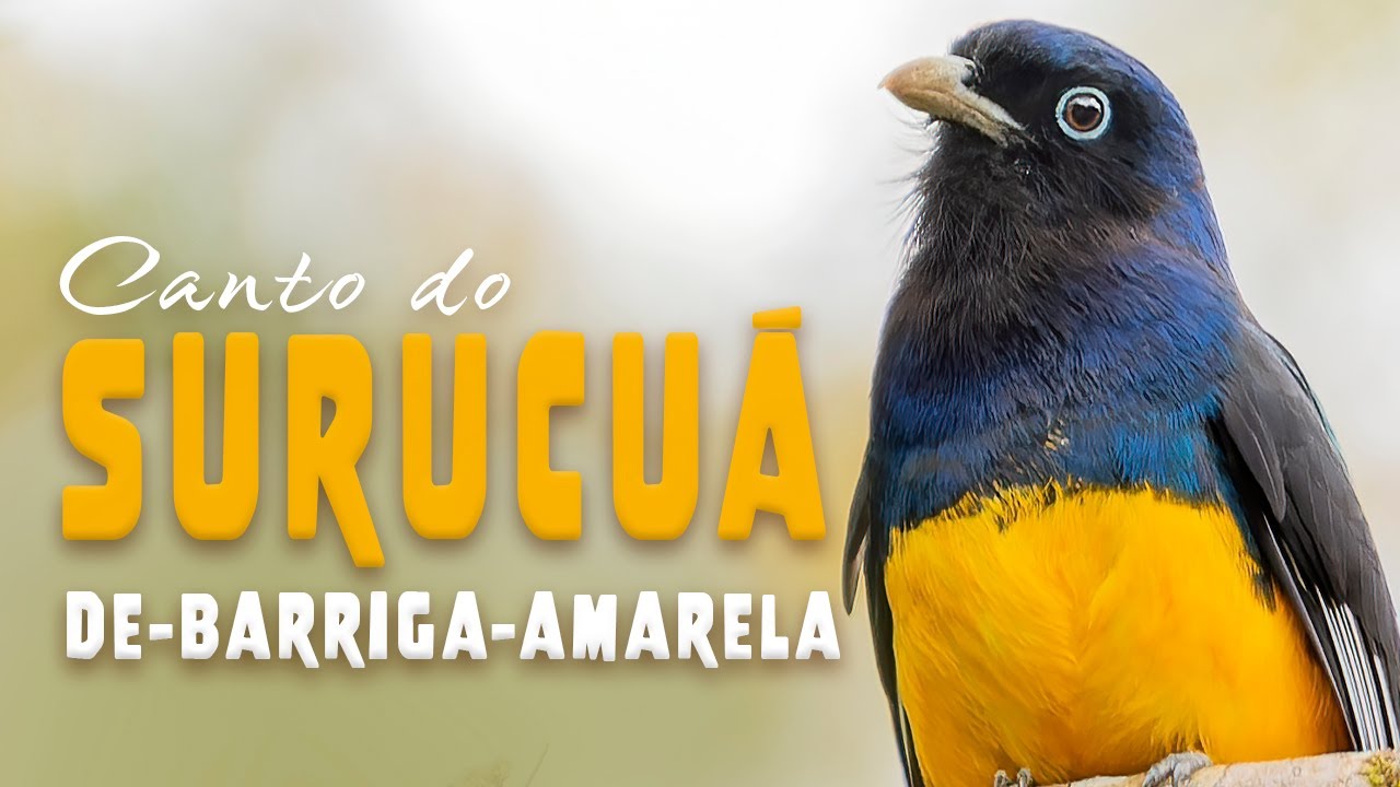 CANTO do Surucu&aacute;-de-barriga-amarela |Green-backed Trogon | Trogon viridis | Aves do Brasil