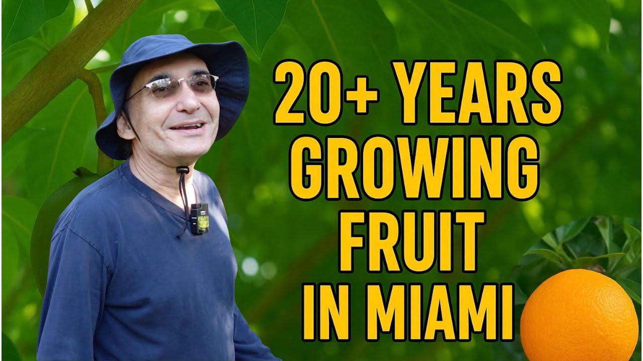 Off Season Black Sapote & Rare Fruit Trees in Miami!