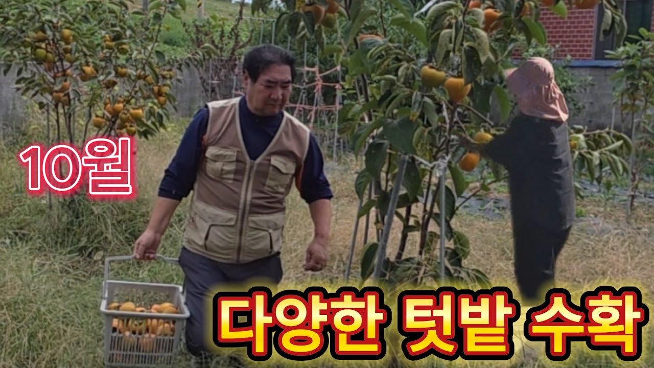 10월에도 텃밭에서 다양한 건강 채소 수확 하고, 형님 부부와  함께  티 타임,  은퇴 부부.