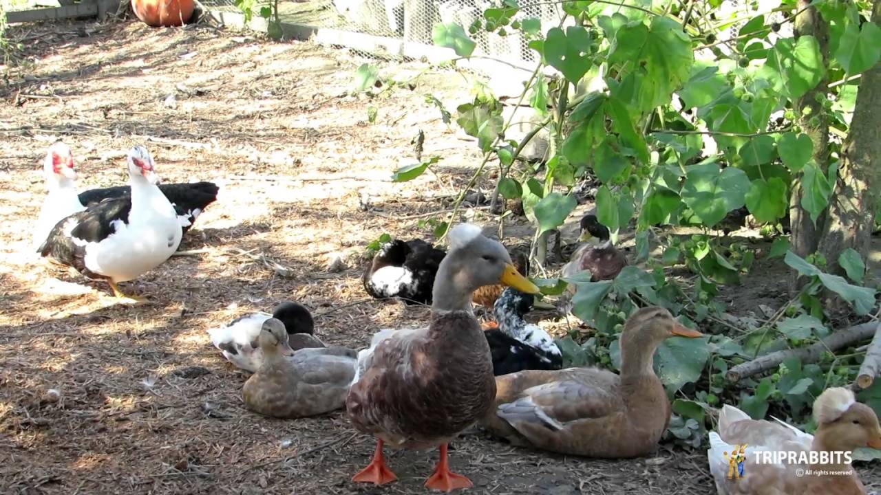 Seosko gospodarstvo Lacković (Bilje)