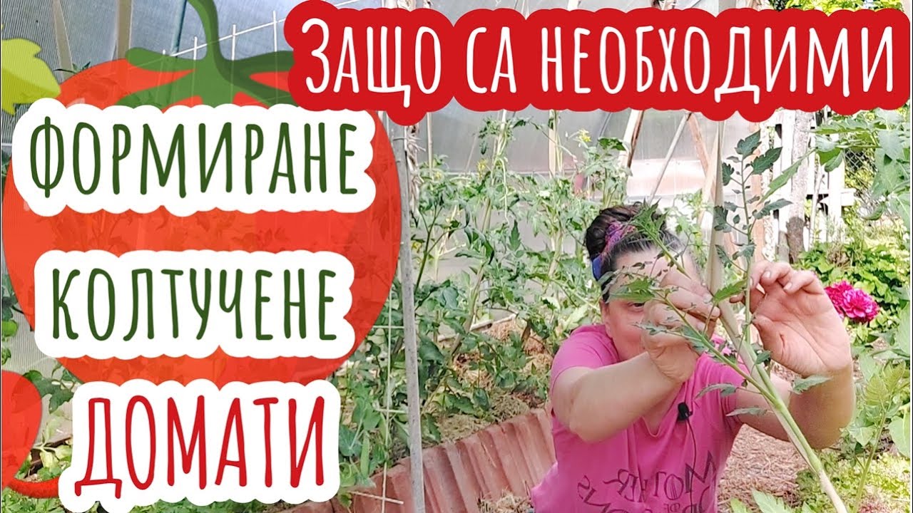 Колтучене и резитба на домати. 1- и 2-стъблено оформяне спрямо сорта-детерминантни, индетерминантни.