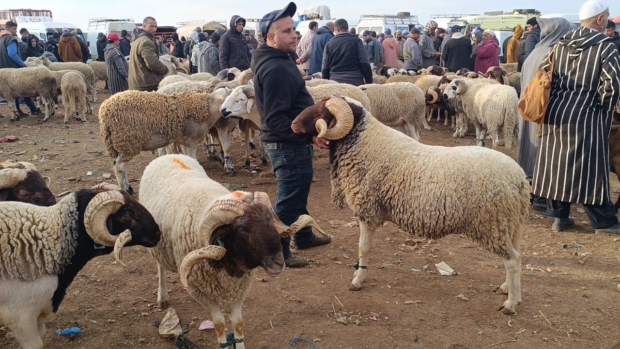 مباشرة من أربعاء مكناس 25/2/2026 أثمنة الخروف الكسابي والحولي والنعجة والخروفة والماعز فرجة ممتعة 