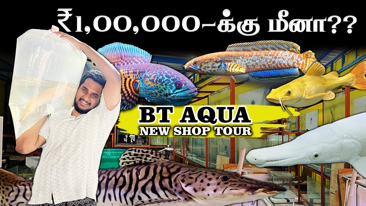 ₹1,00,000-க்கு மீனா?? 😱 BT Aqua New Shop Tour