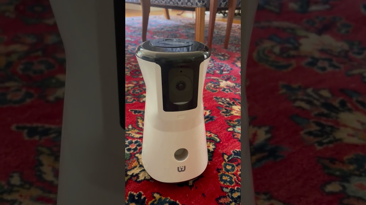 Pug Life Just Got Pawsome! WaggleCam 2.0 | Waggle #petparents  #wagglecam #mywaggle