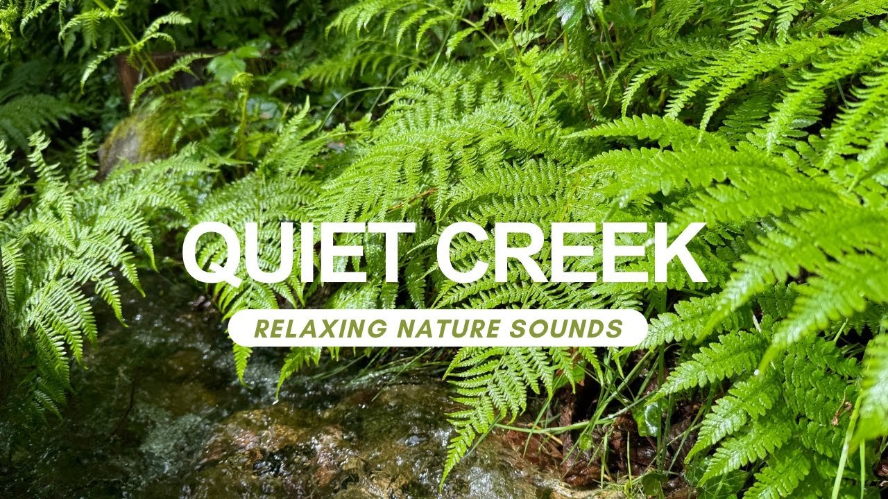 Tranquil Forest Creek Sounds for Relaxation