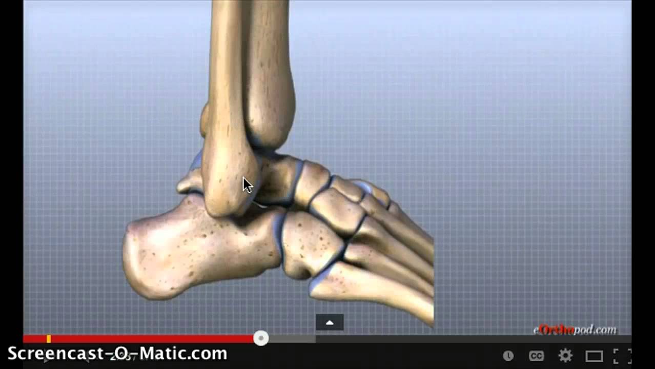 Tobillo-anatomìa funcional